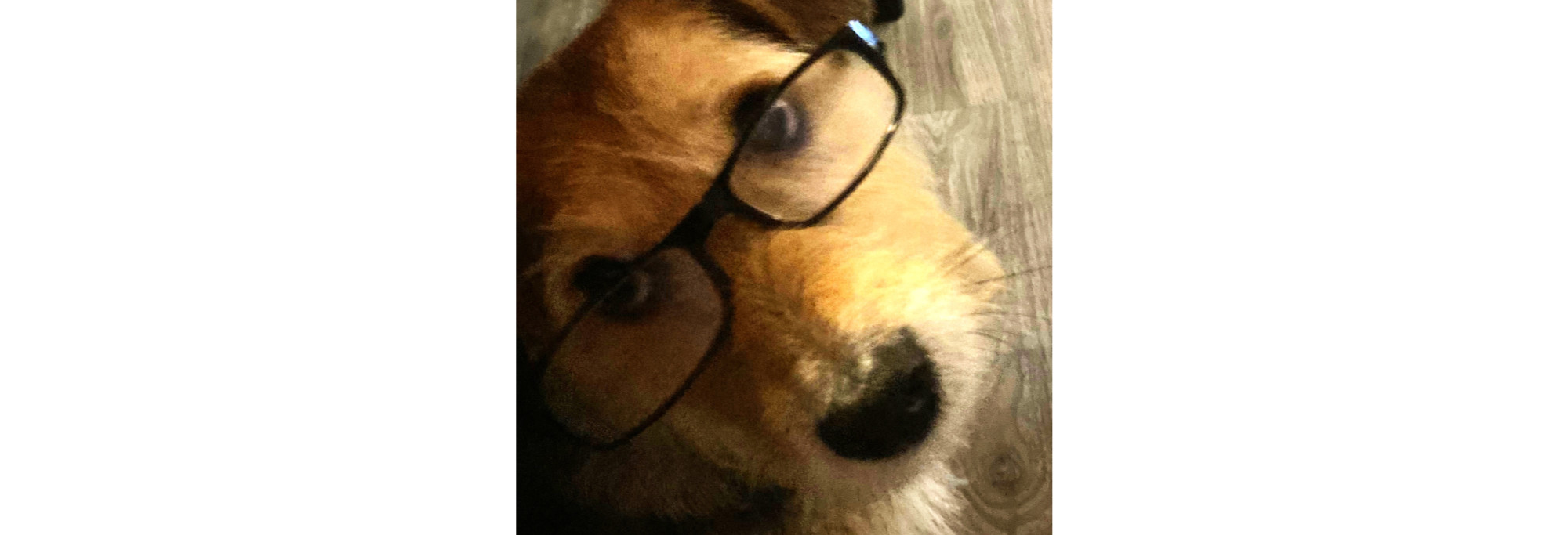 Rudi